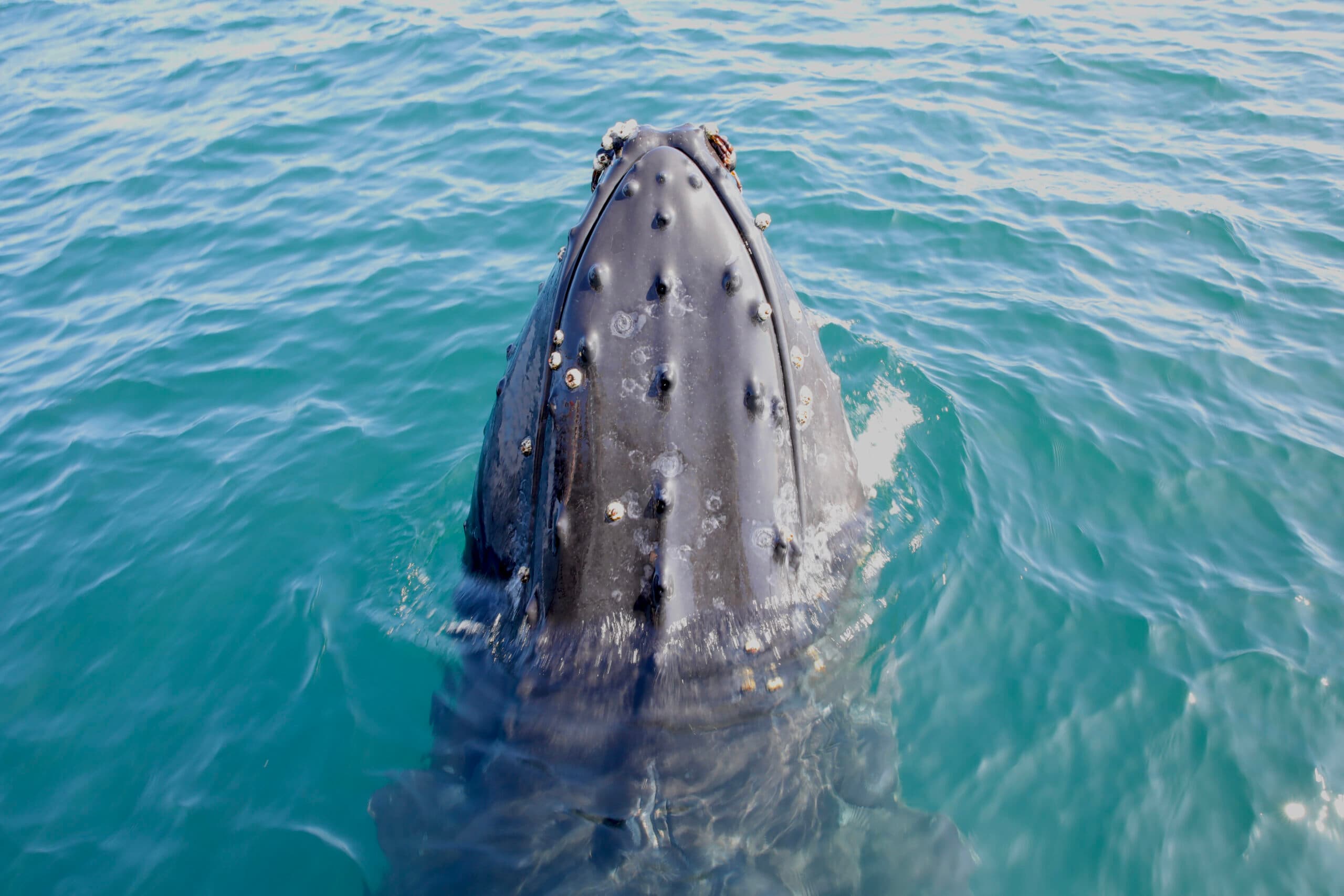 A whale rears its head from the ocean