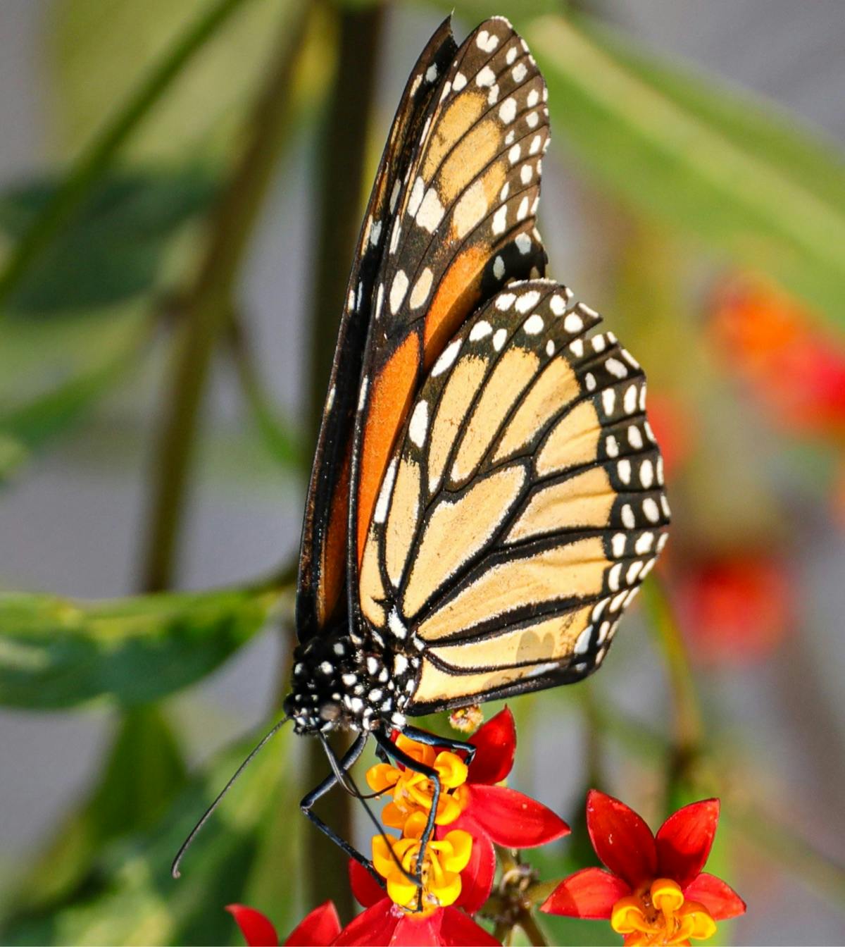 a monarch butterfly rests on a flower