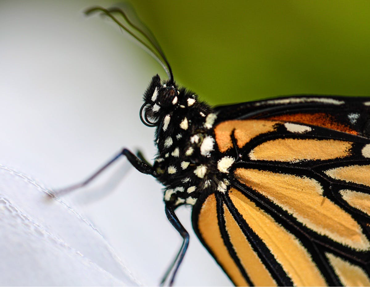 close up of a monarch butterfly