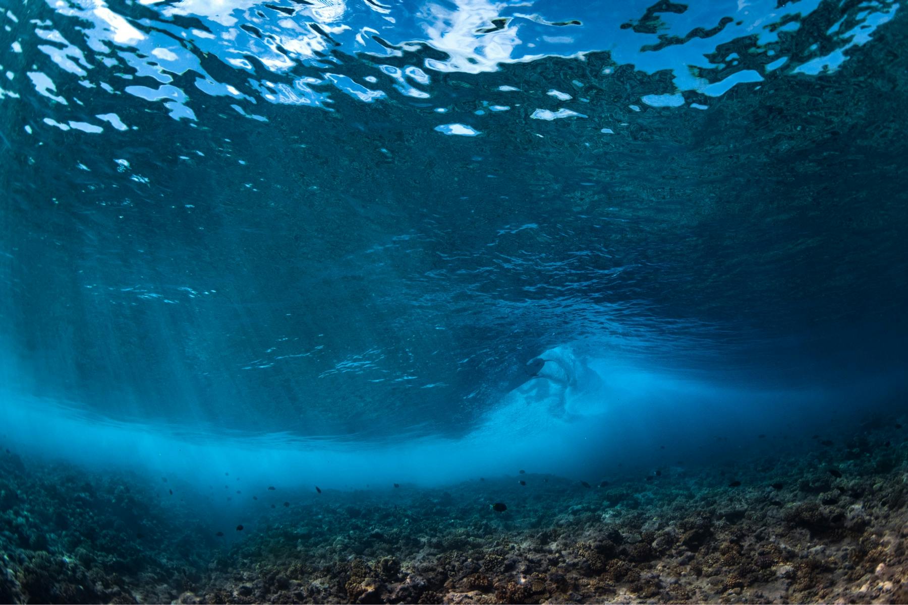 Underwater shot showing fish and the fins of a surfer's board in the Tuamotos photo by Ryan Chachi Craig