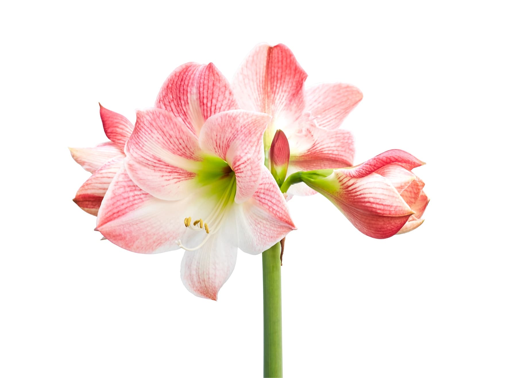 Amaryllis belladonna aka Naked Ladies