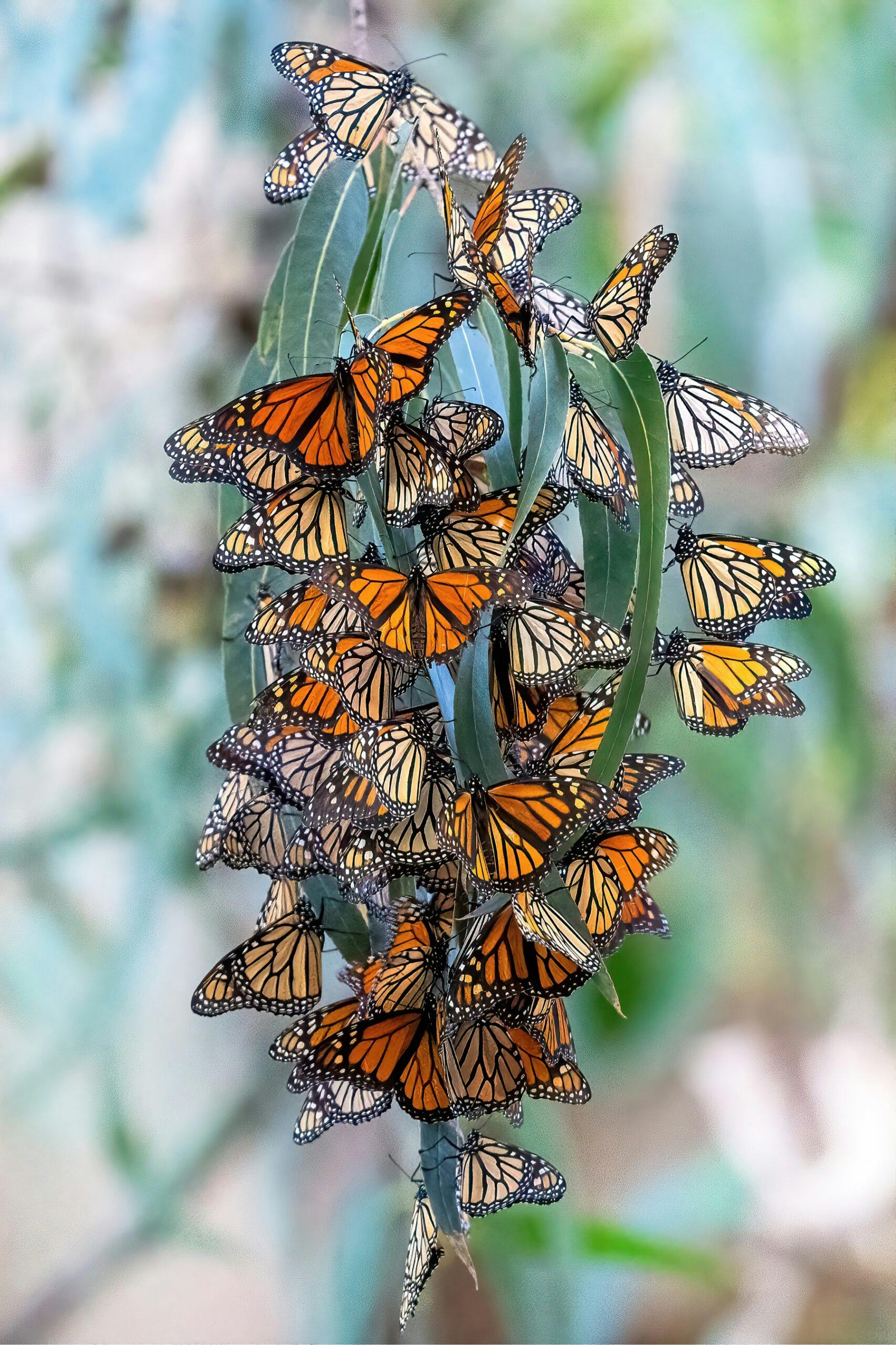 A cluster of monarch butterflies gather on a eucalyptus branch