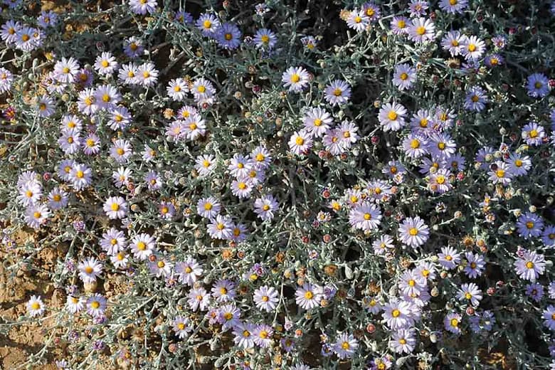 Symphyotrichum chilense aka California Aster