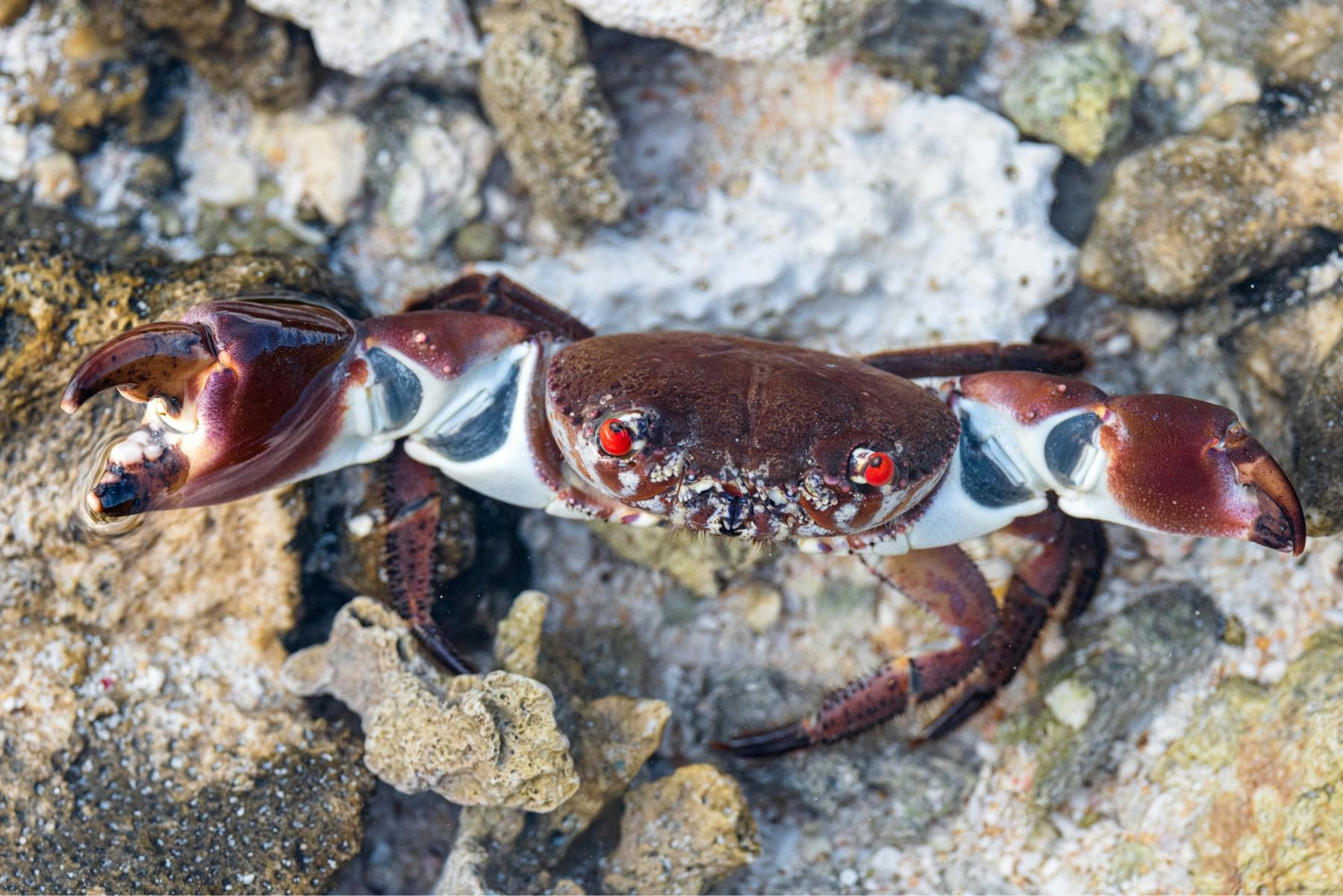 a crab looks upward with red eyes while showing its pinchers
