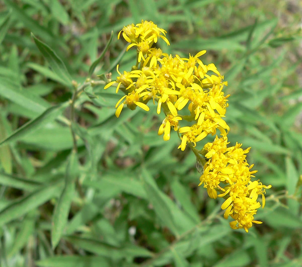 Goldenrod (Solidago velutina)