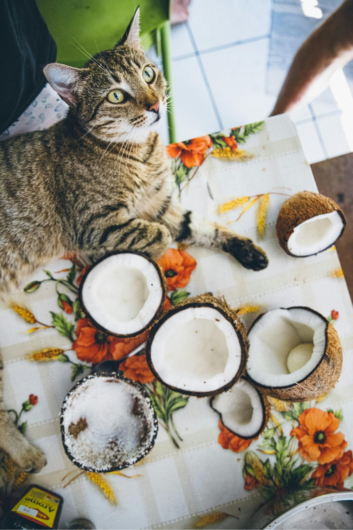 a cat lays on a table next to some opened coconuts