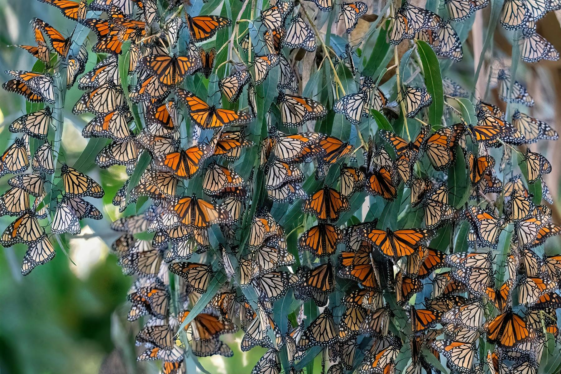 A cluster of monarchs on a eucalyptus