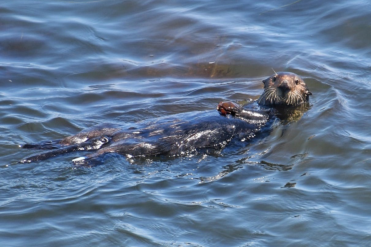 A sea otter swims on its back in the Monterey Bay
