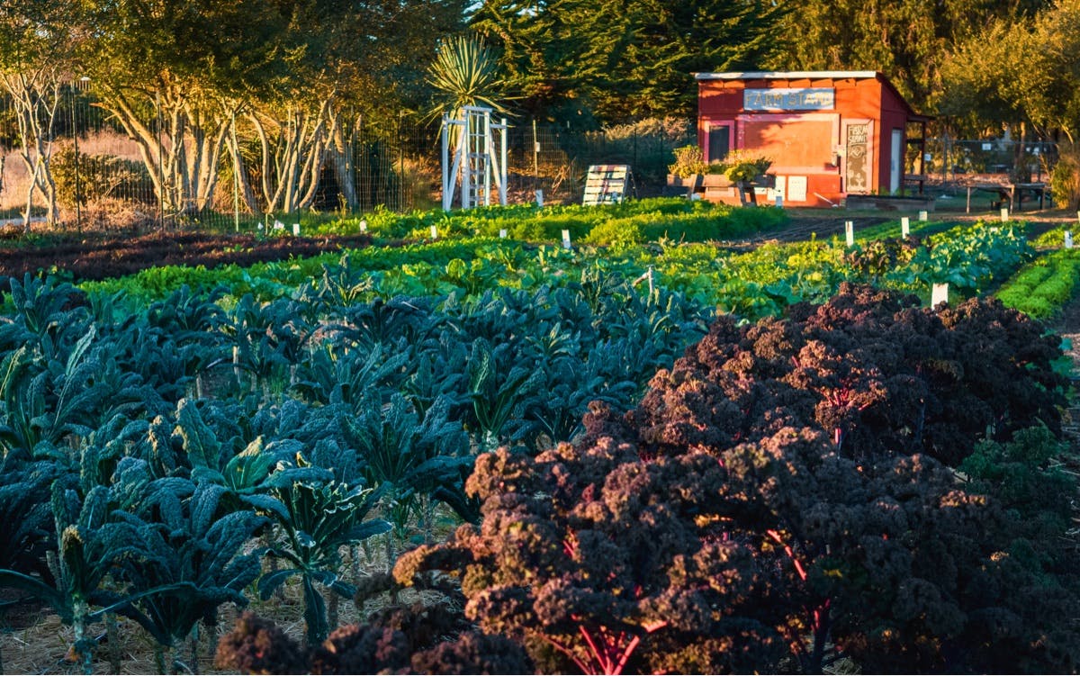 Garden beds of leafy greens with a red farmstand in the background at the Santa Cruz Homeless Garden Project