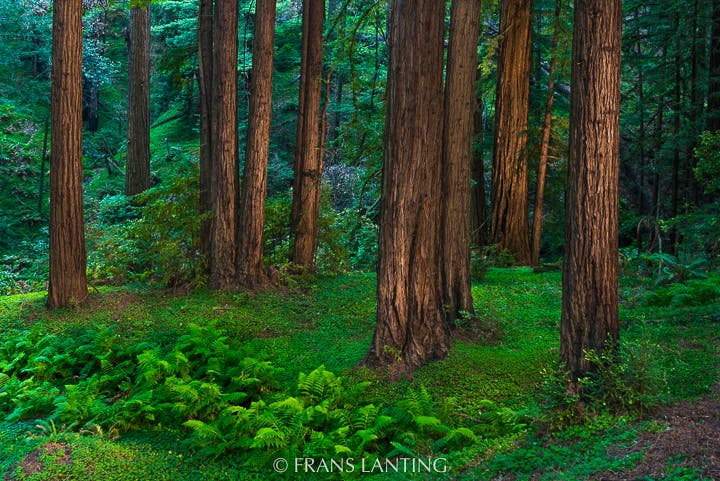 Redwood forest, Monterey Bay, California, USA photo by Frans Lanting