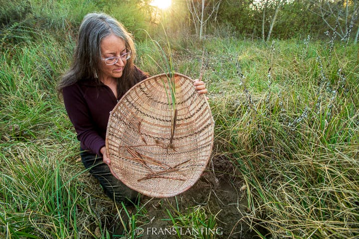 Linda Yamane, Rumsien/Ohlone basket weaver harvesting white root sedge, Carmel river, Monterey Bay, California, USA photo by Frans Lanting
