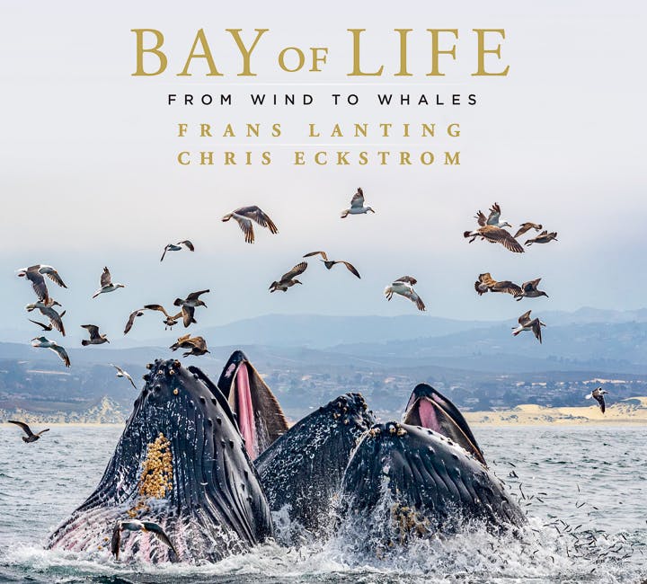 Bay of Life Book by Frans Lanting and Chris Eckstrom cover image featuring Humpback whales lunge feeding surrounded by gulls, Monterey Bay, California