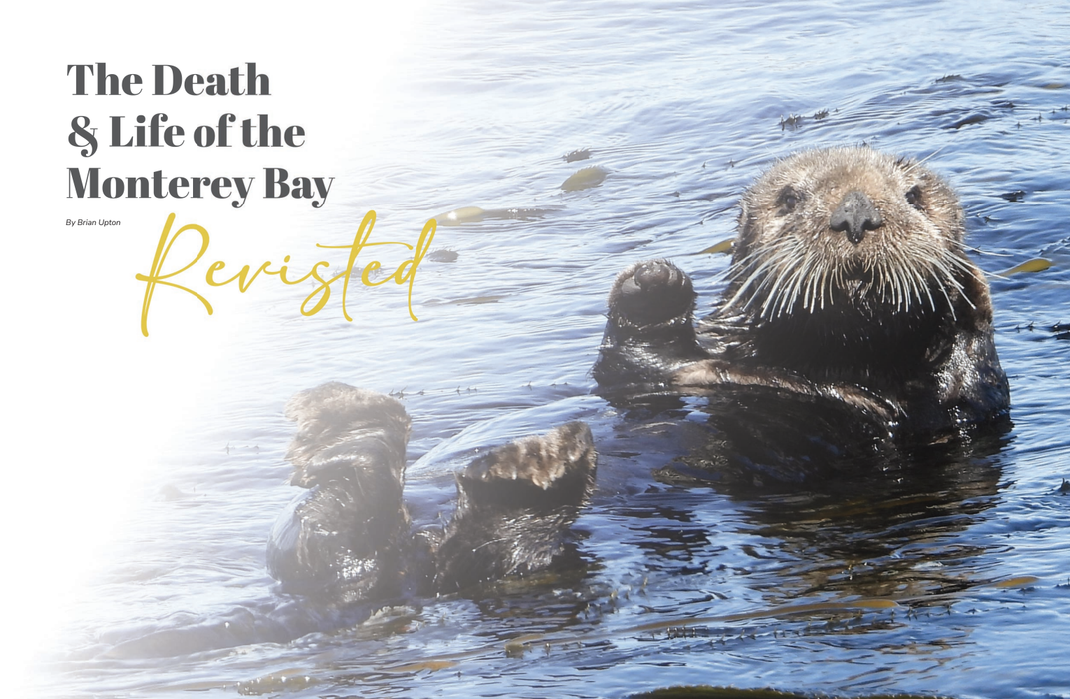 A Sea Otter swims on his back in the Monterey Bay with The Death & Life of the Monterey Bay Revisited by Brian Upton captioned