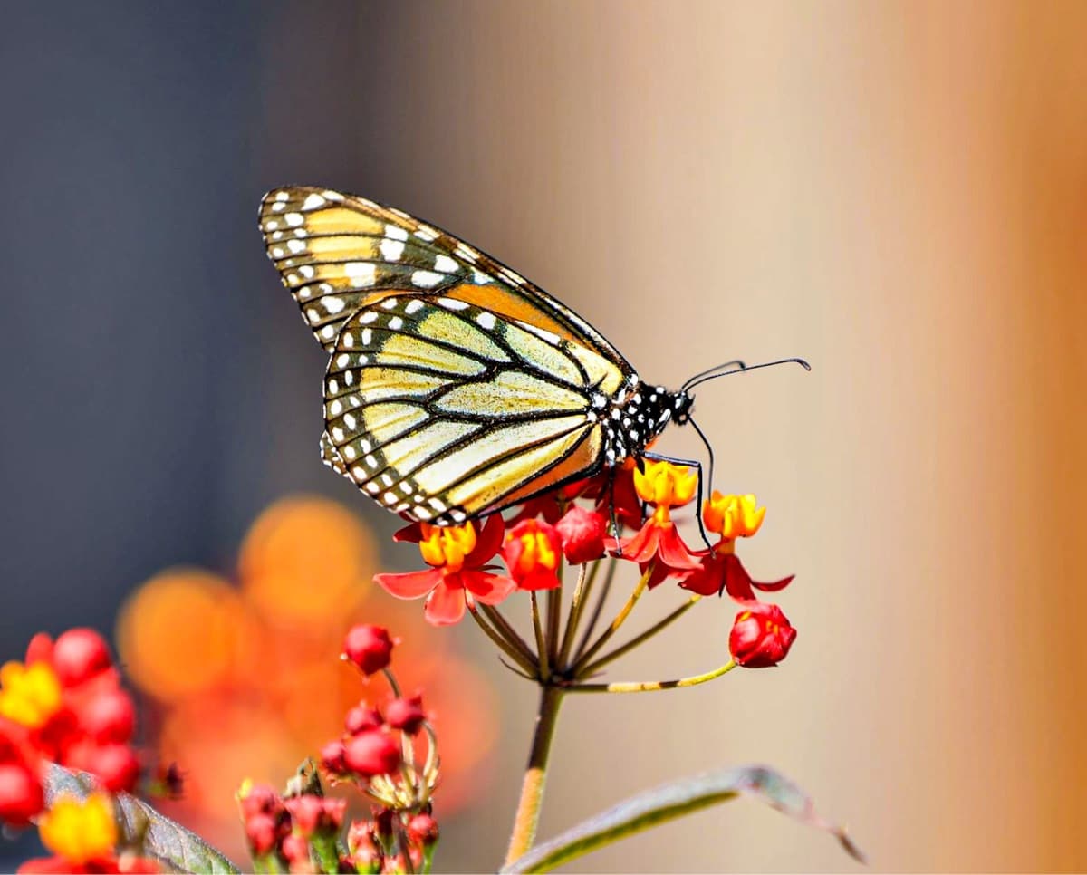 a monarch butterfly rests on a flower