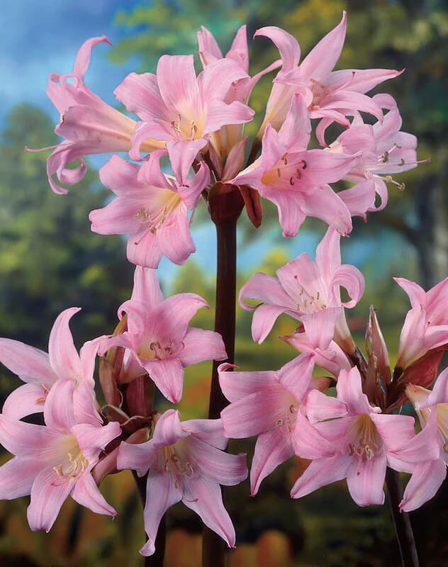 Amaryllis belladonna aka Naked Ladies