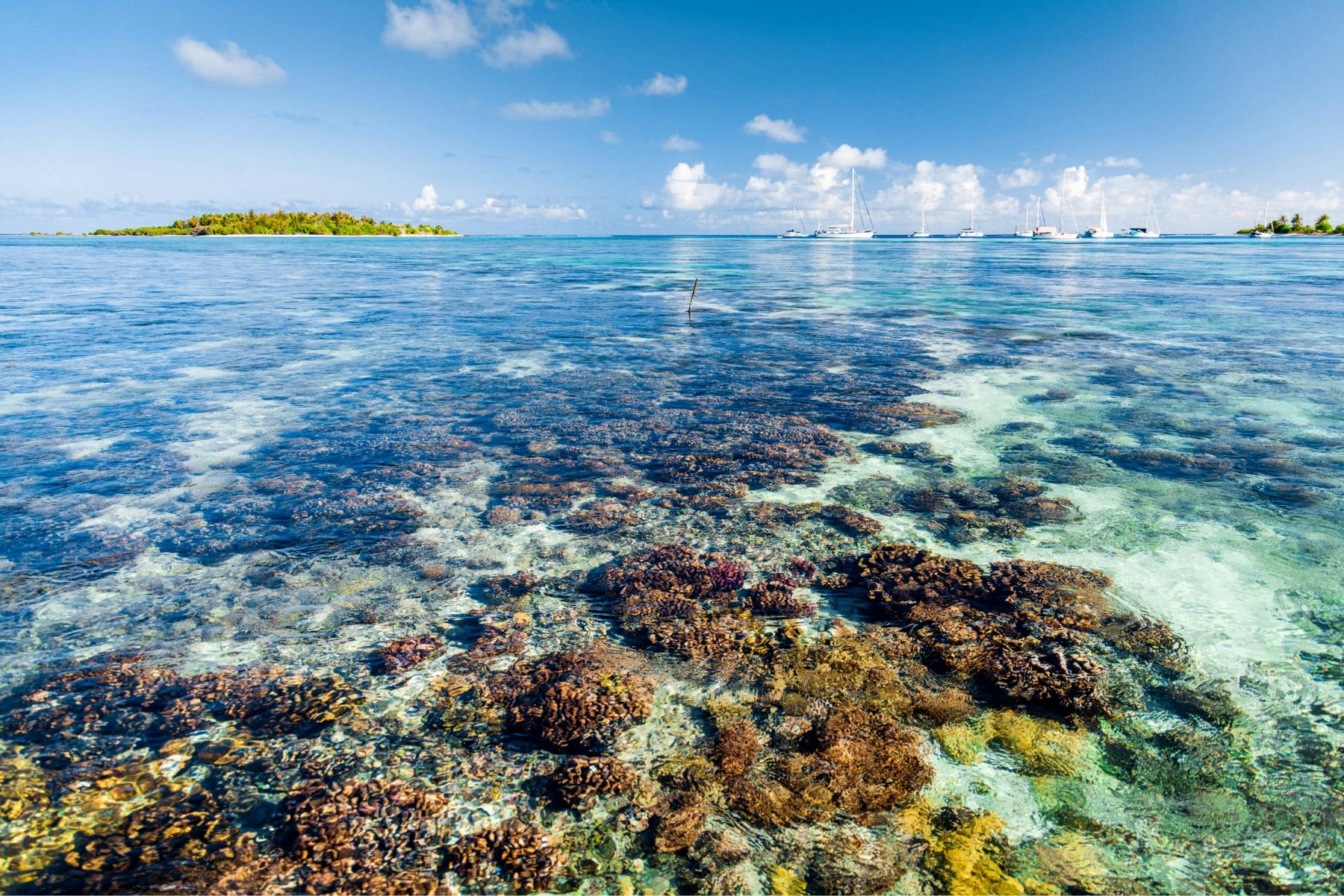 Coral and other sea life underwater with yachts in the distance above water in the Tuamoto Achipelago photo by Ryan Chachi Craig