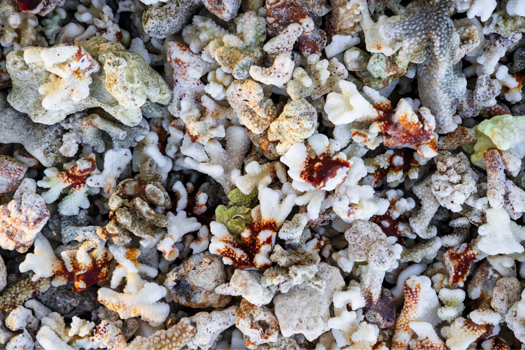 Several pieces of coral