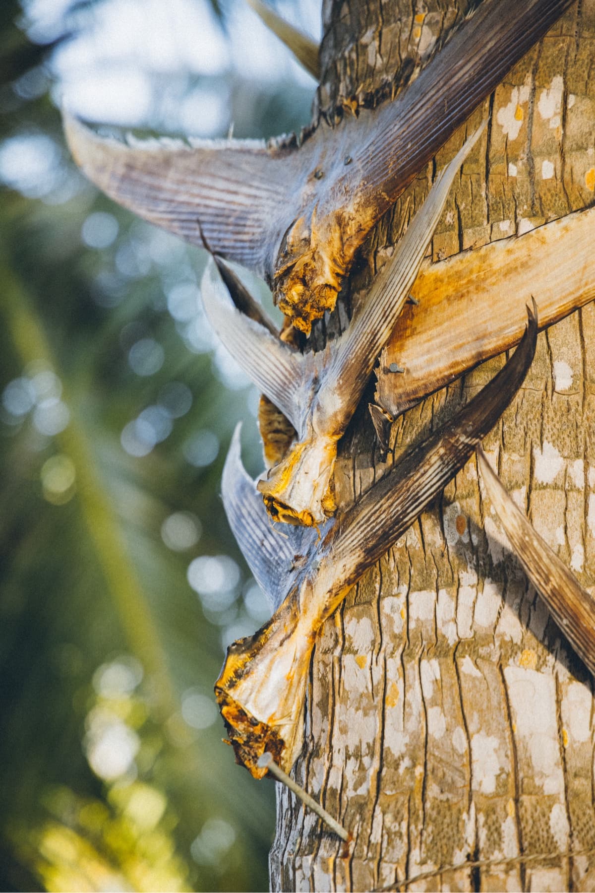 Fish tails nailed to a tree
