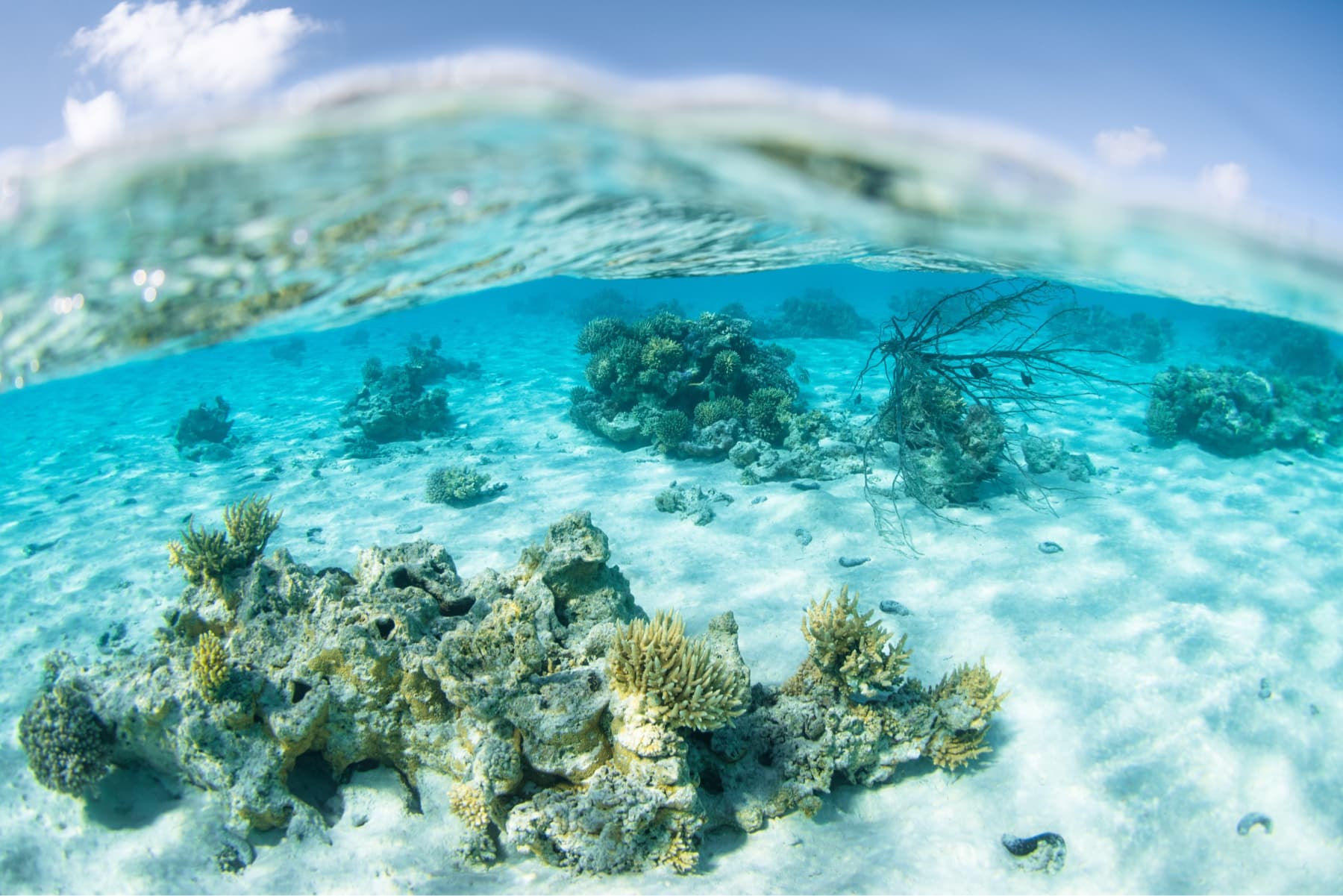 Underwater shot of coral and the ocean floor in Apataki