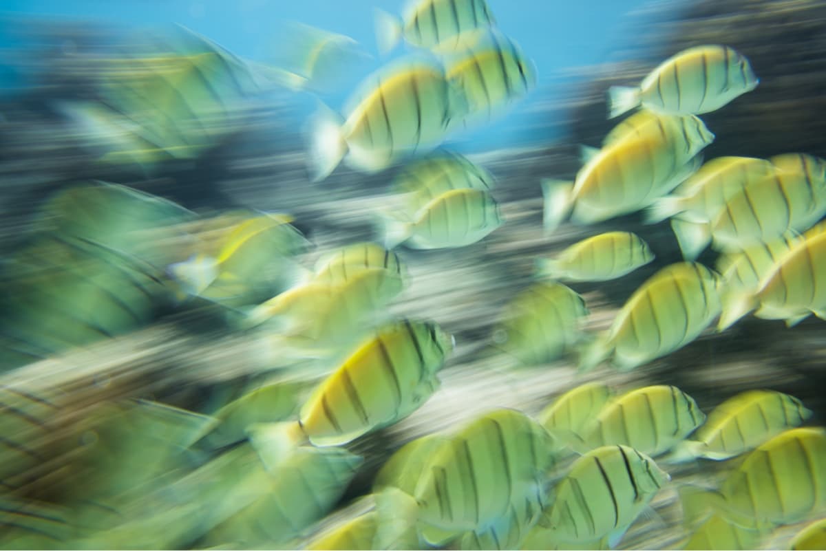 Several yellow and black fish swim under the ocean