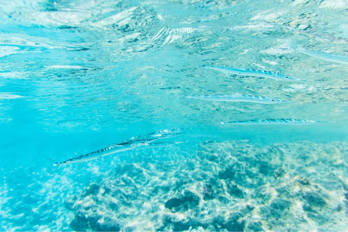 long and skinny fish swim underwater