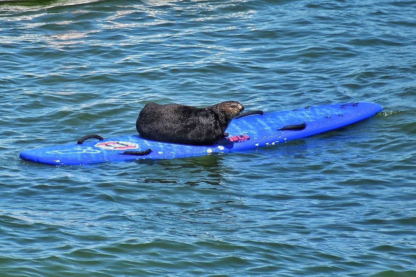 841, the Santa Cruz, CA otter that made nation wide news, snatches another longboard out in Pacific Ocean