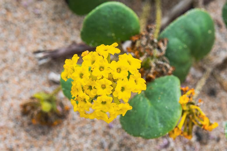 Yellow Sand Verbena