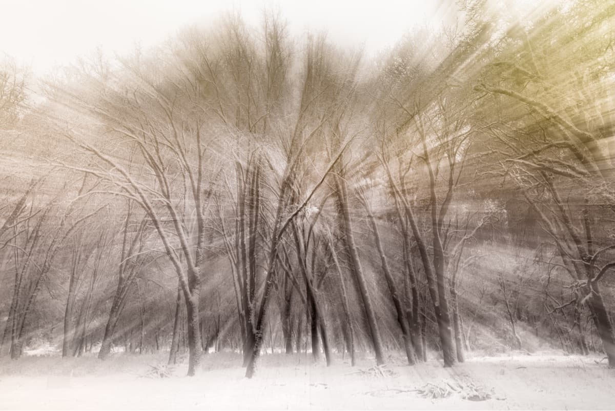 Light rays beam through the tree branches of a leafless winter forest