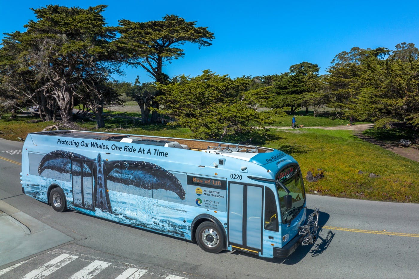 A Santa Cruz Metro bus with a whale's tail wallpaper drives on West Cliff