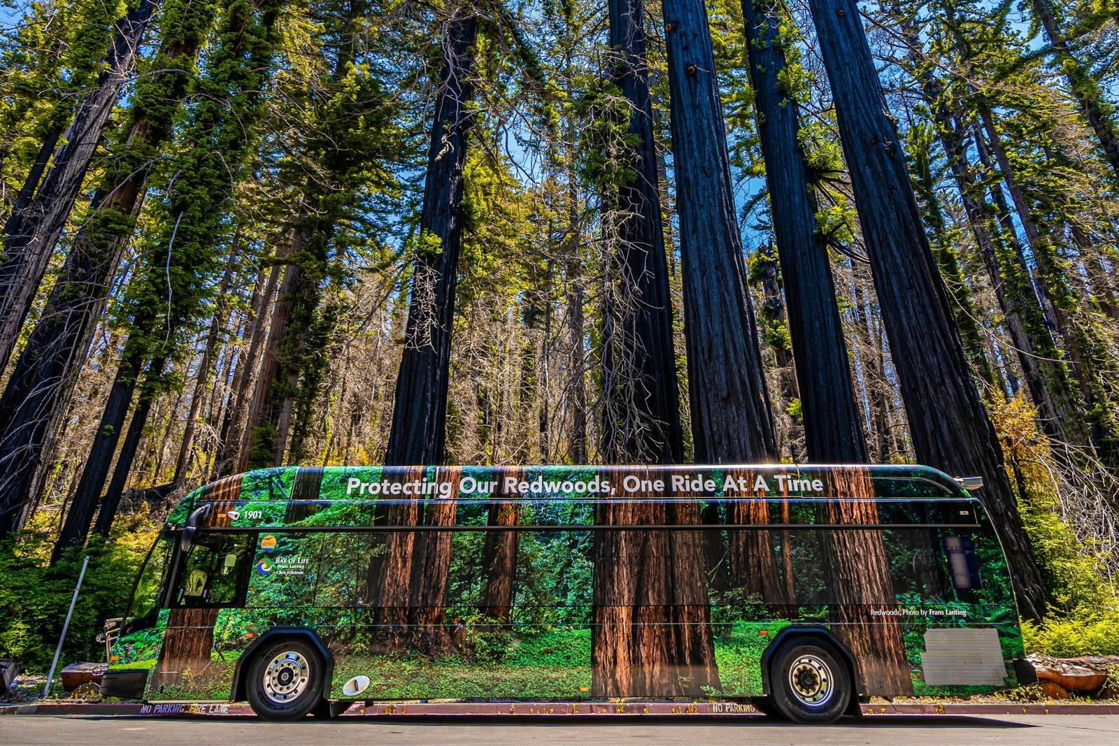 A Santa Cruz Metro bus with redwoods pictured on the side and in back of the vehicle