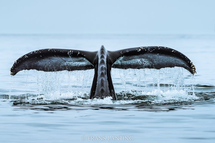 Humpback whale diving, Monterey Bay, California, USA photo by Frans Lanting