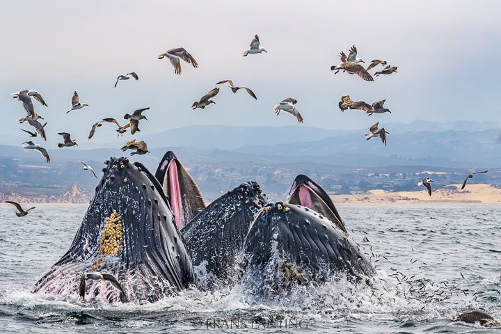 Humpback whales lunge feeding surrounded by gulls, Monterey Bay, California, USA photo by Frans Lanting