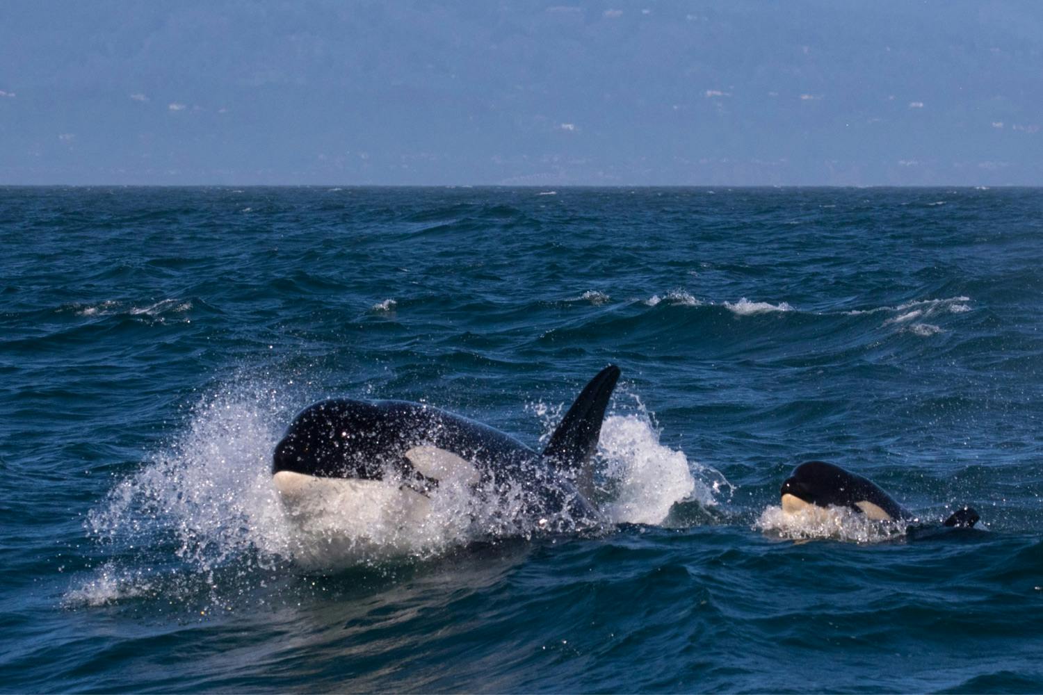 Louise the Orca with her daughter, Little B, photographed by Jodi Frediani