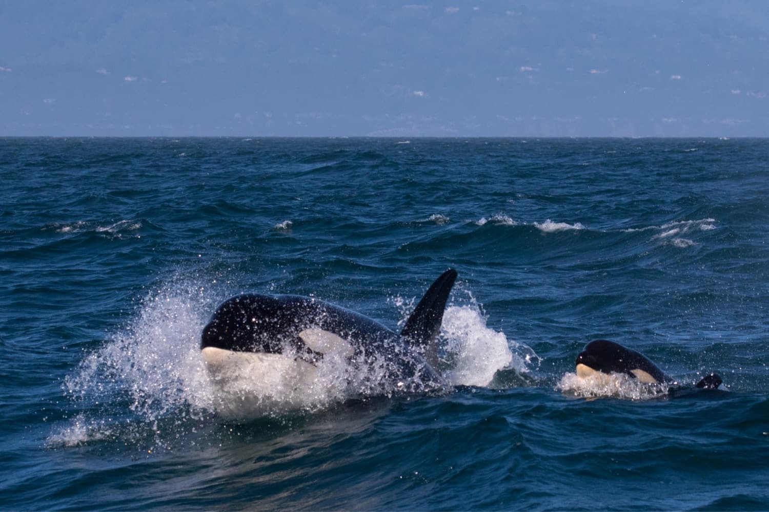 Louise the Orca with her daughter, Little B, photographed by Jodi Frediani