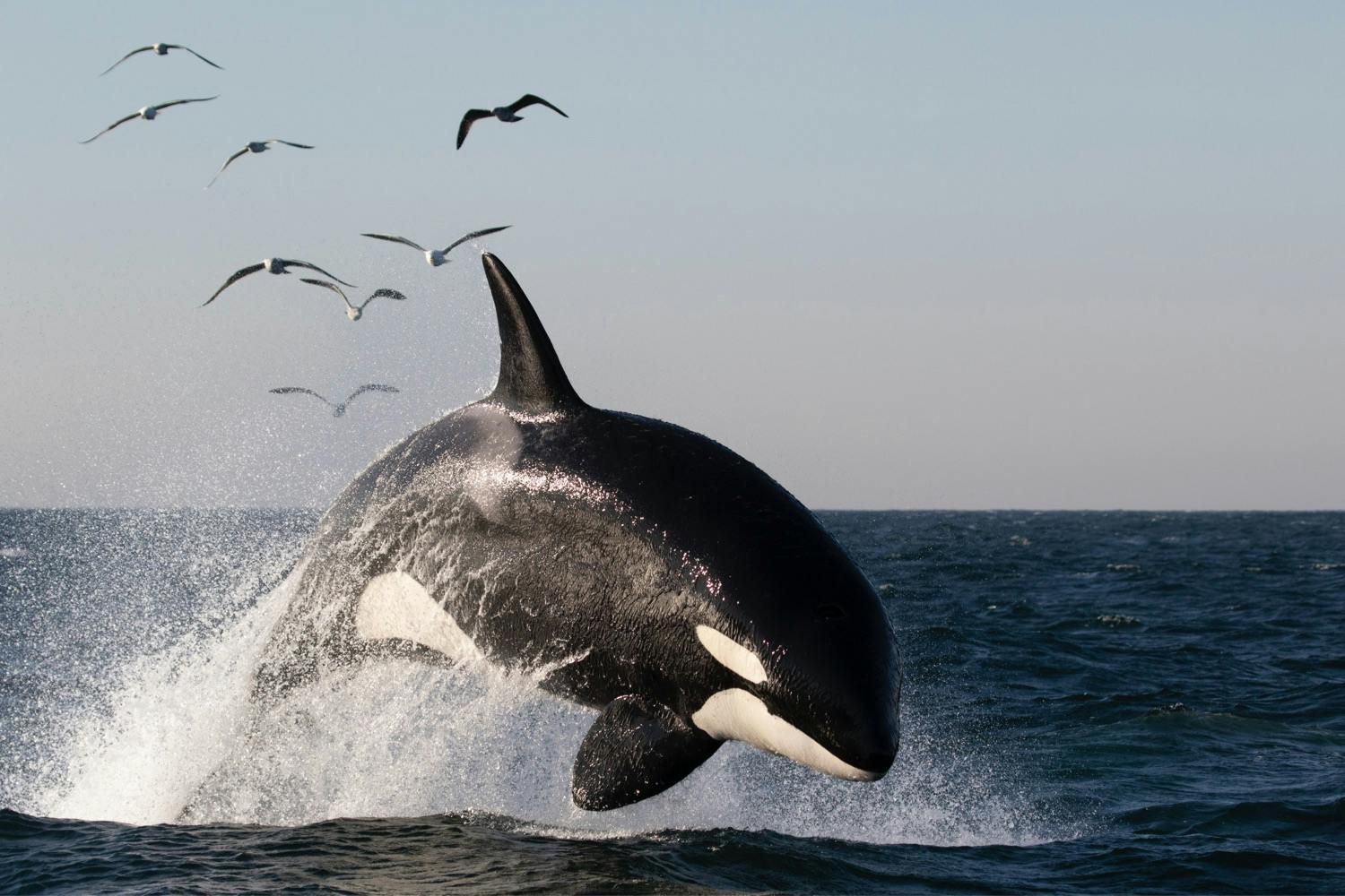 Louise the Orca photographed by Jodi Frediani