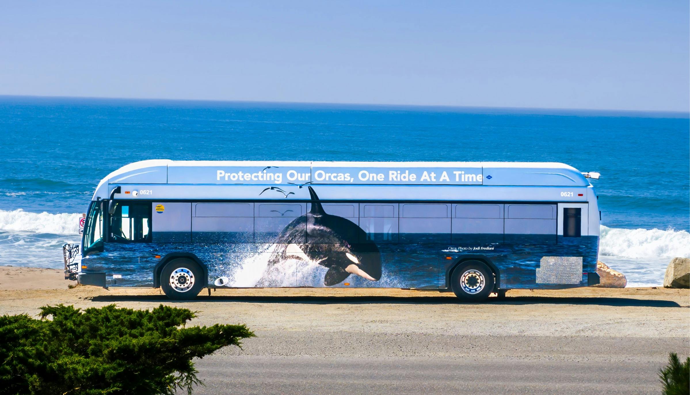 An image of an orca on a Santa Cruz Metro bus photographed by Jody Frediani